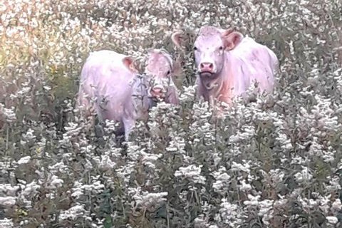 Gina und Lisa